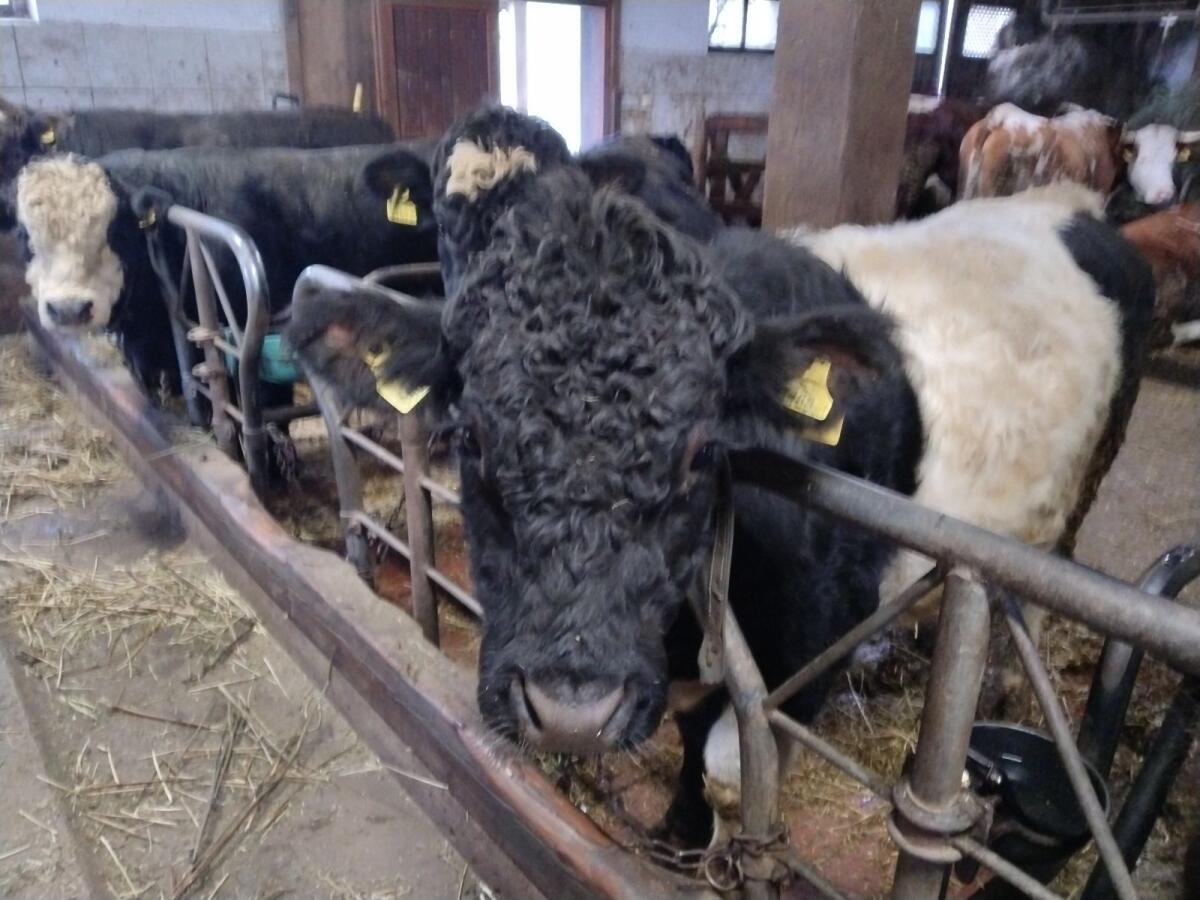 Verkaufe Bio Stier 2