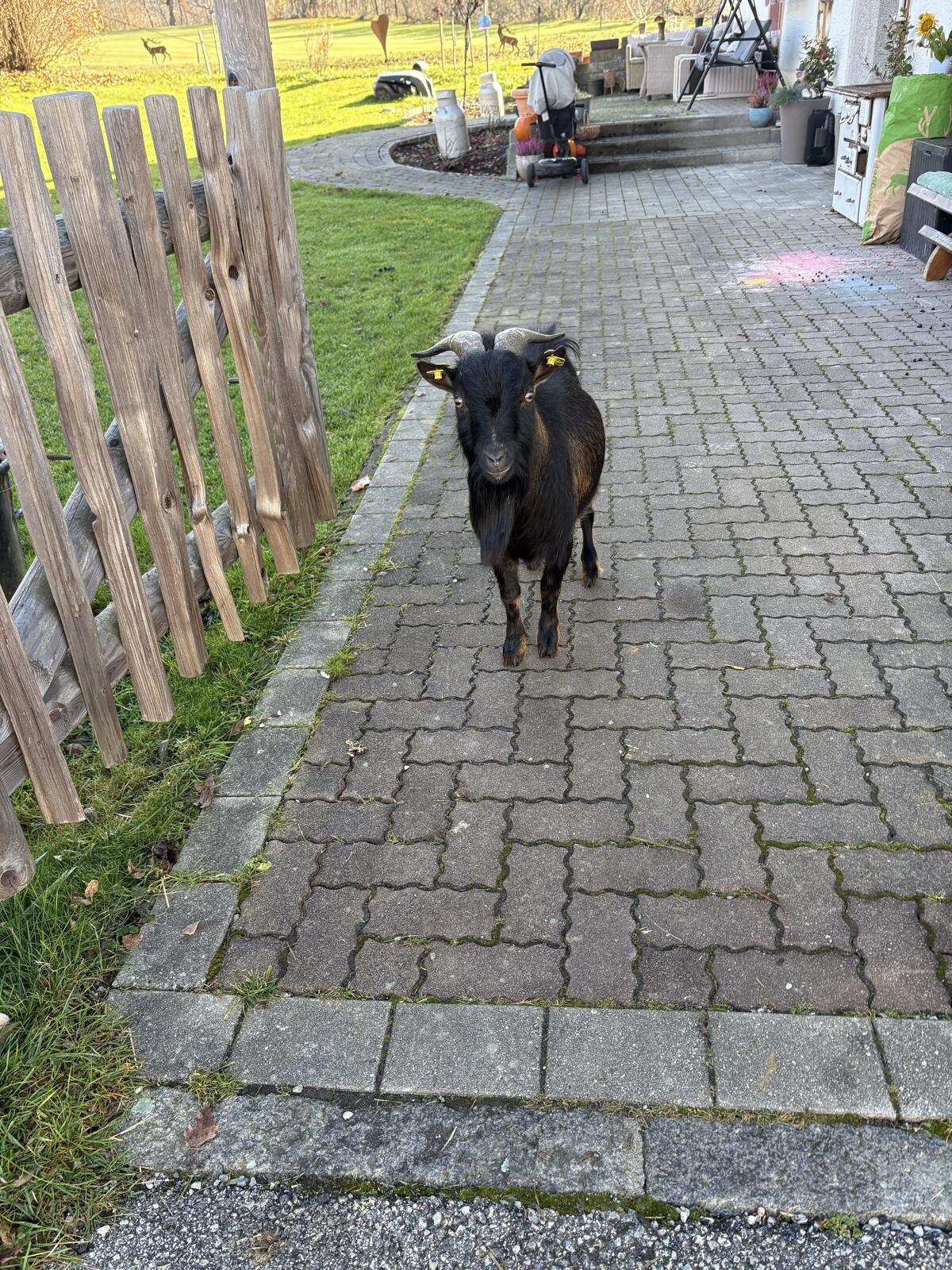 Mini Bock Hänsel 3