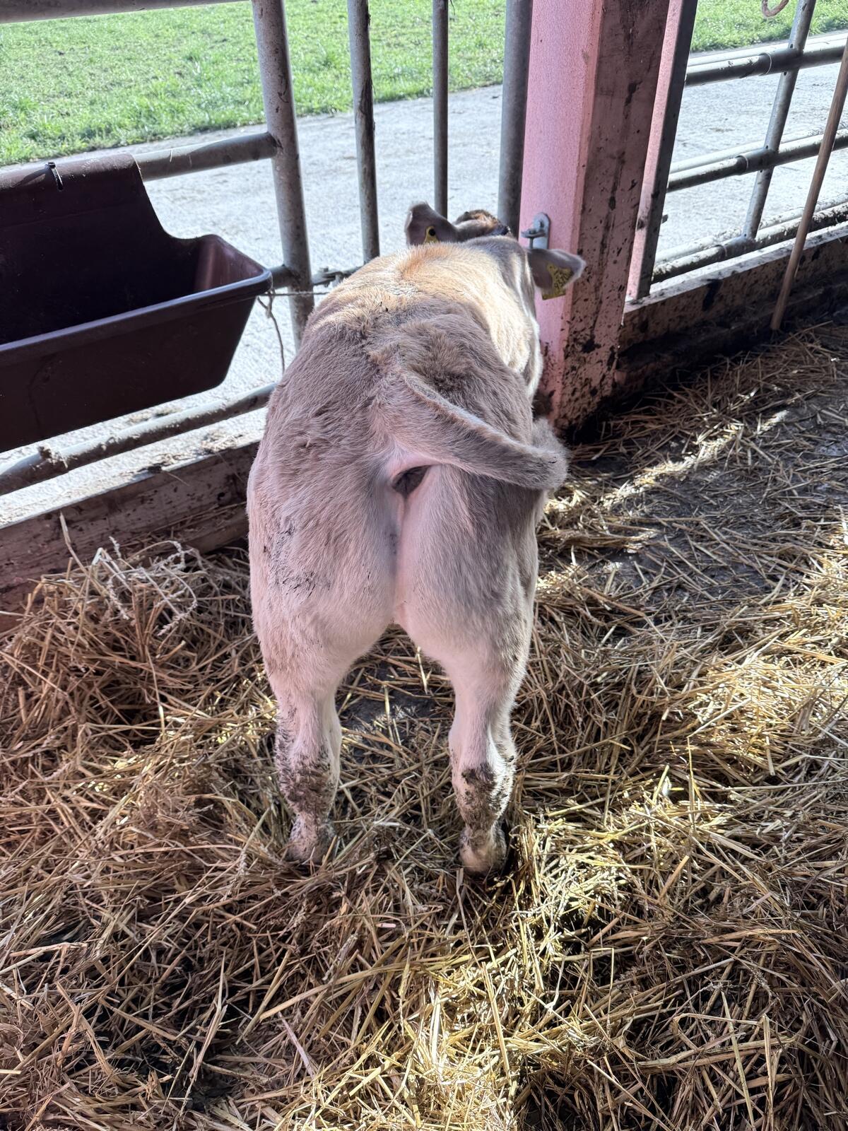Stierkalb zur Mast ca. 90-100 kg, gute Bemuskelung 1