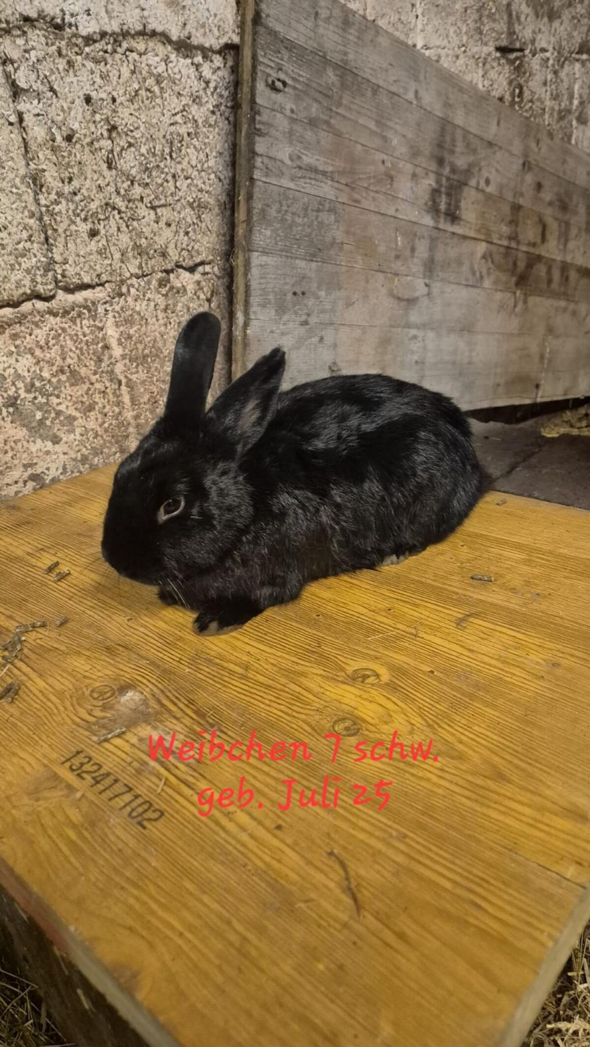 Zwergkaninchen 3