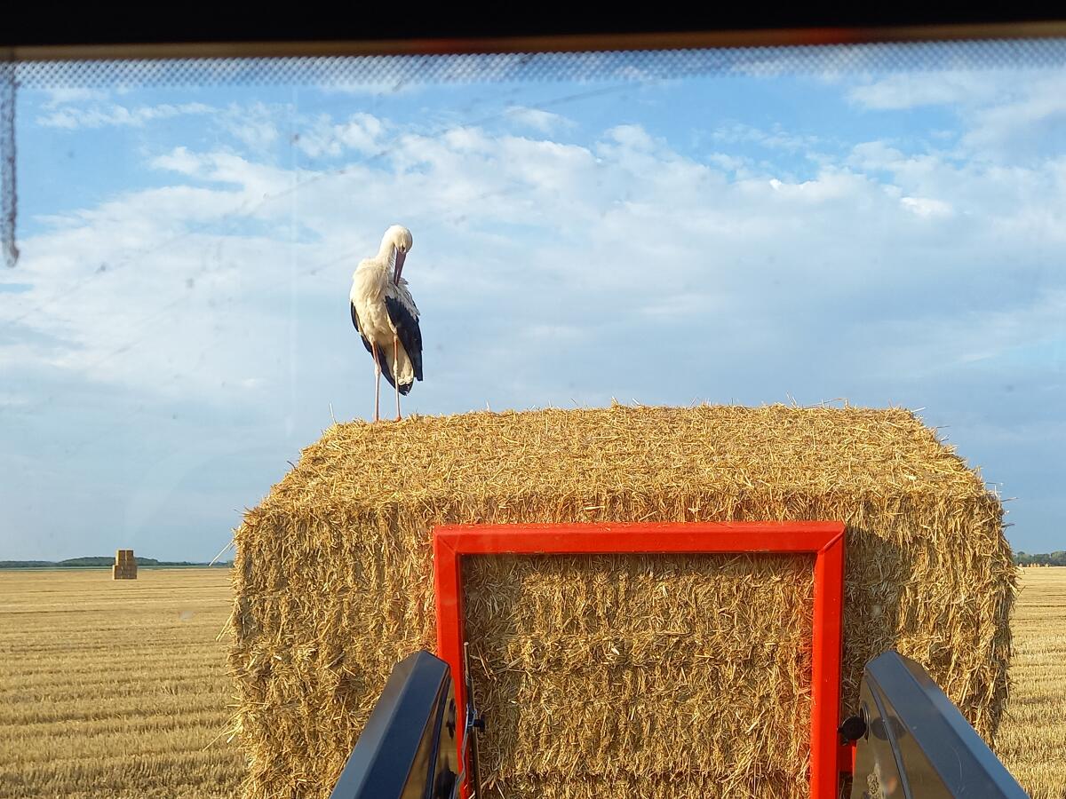 Stroh gehäckselt geschnitten 3