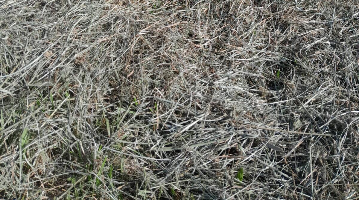 Frisches Heu – 2. Schnitt – gepresst 2