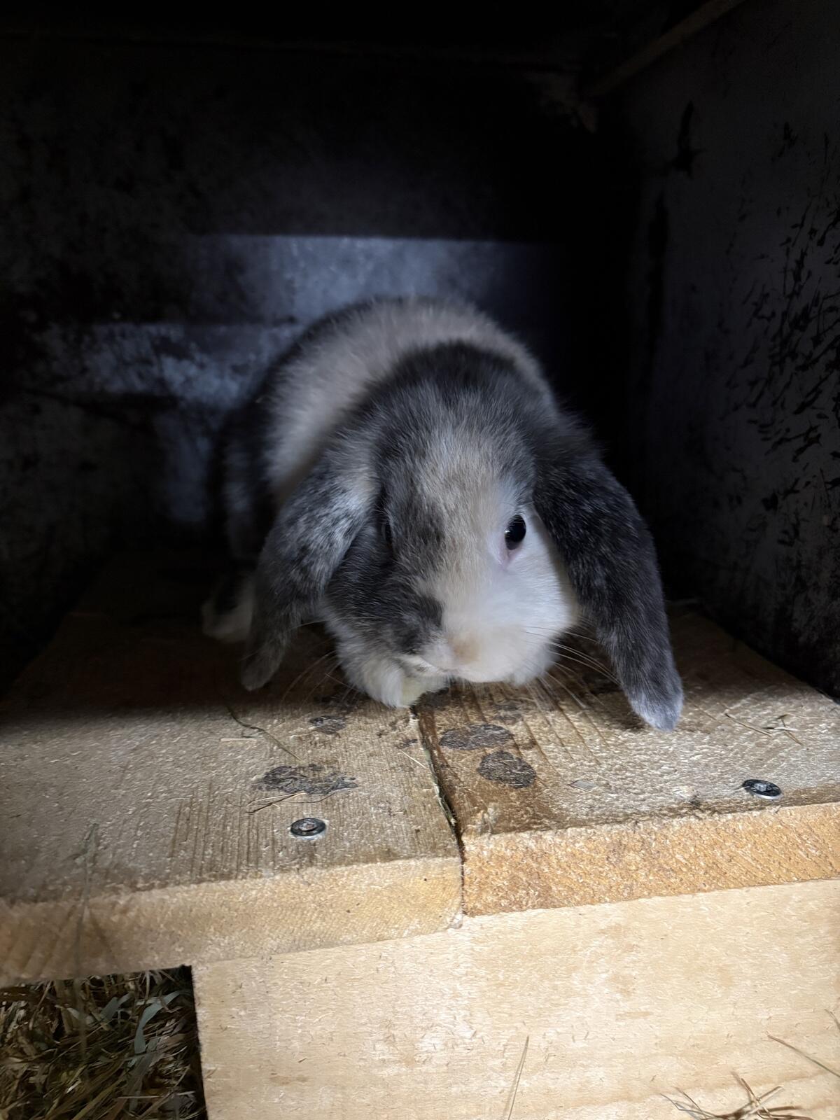 Männlicher Minilop 2