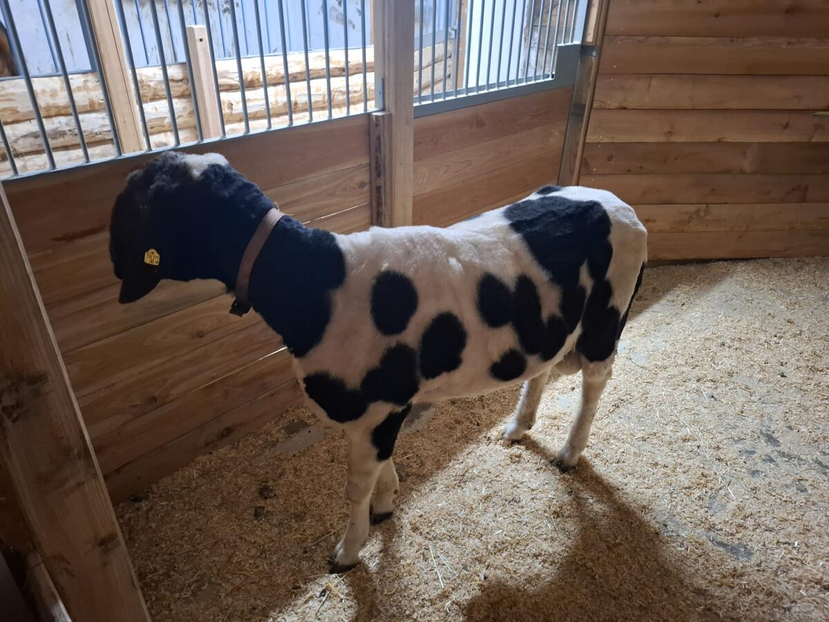 Gutmütiger 4-jähriger gescheckter Bergschafwidder 2