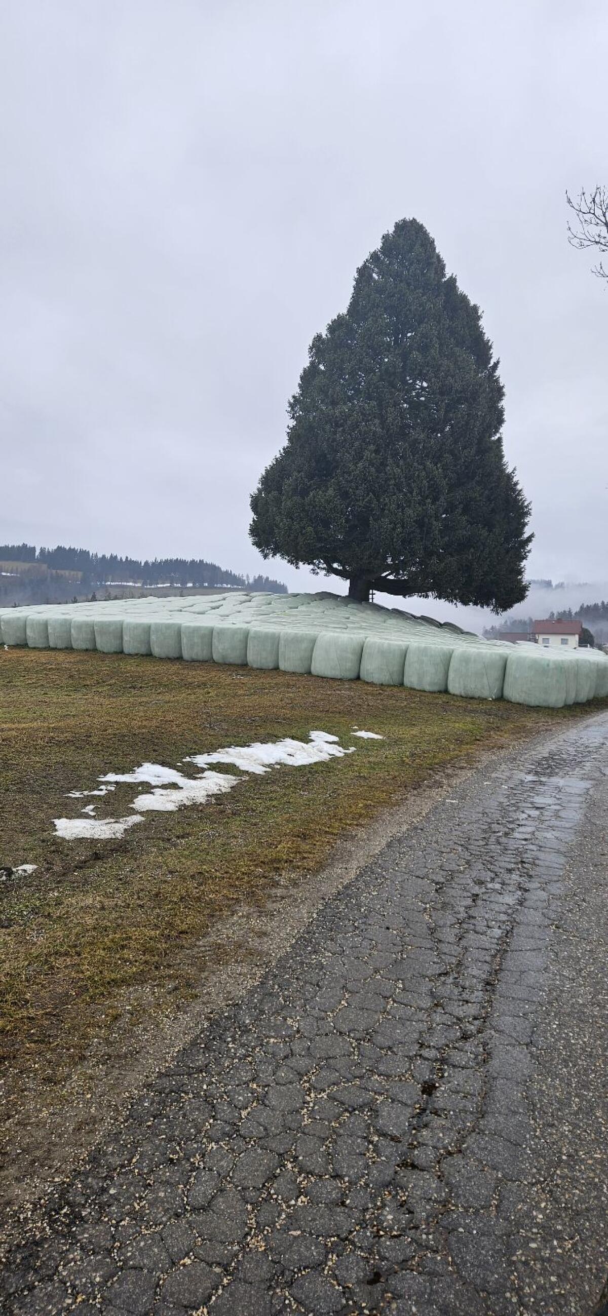 Heu und Siloballen 2