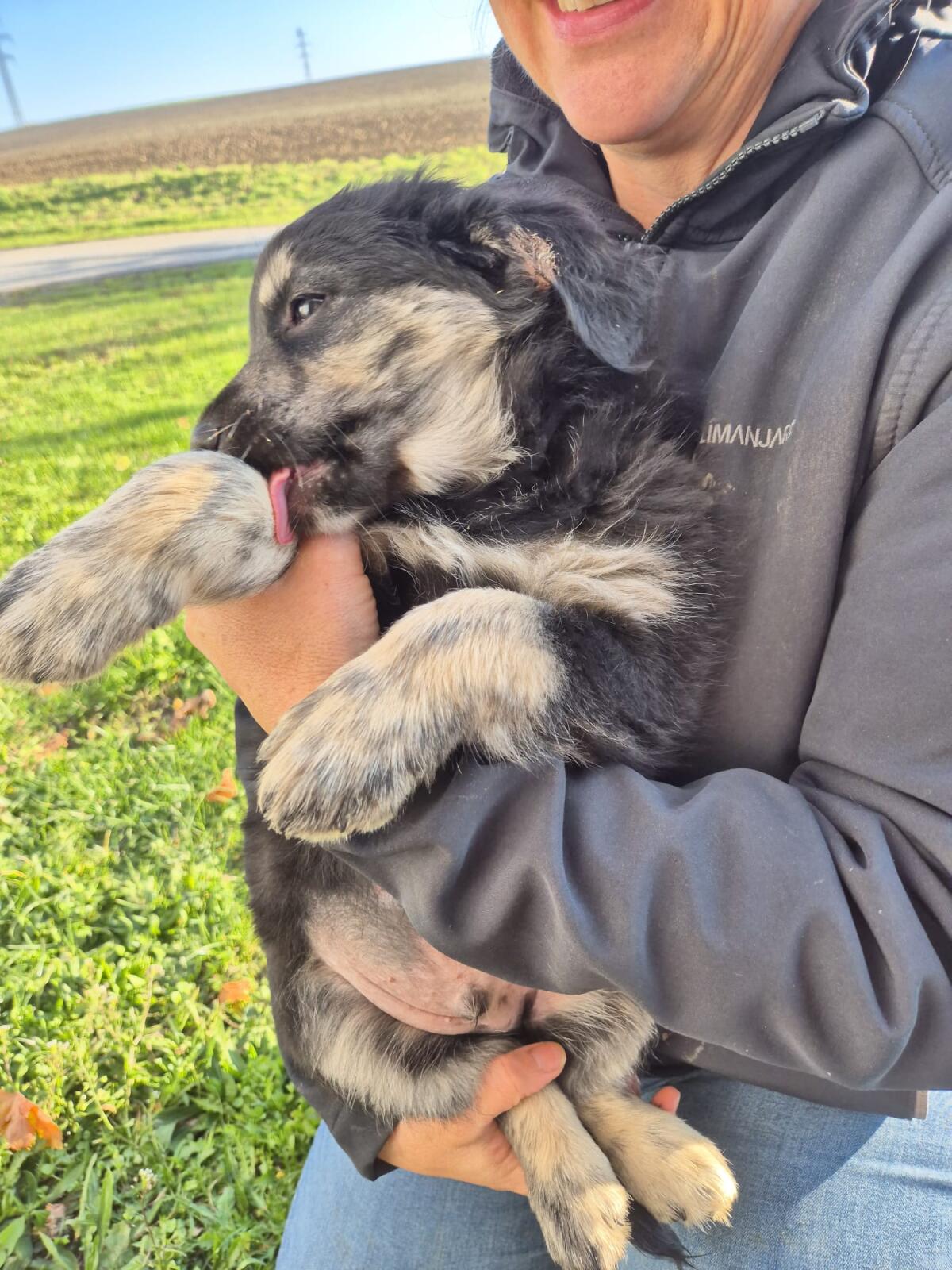 Welpen Border Bearded Collie Mix 2