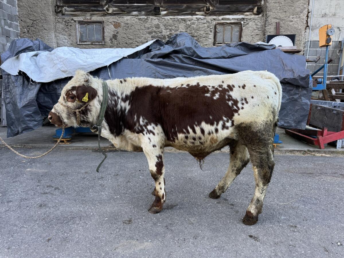 Pustertaler Sprinzen Stier „Eristoff PSR“ 3