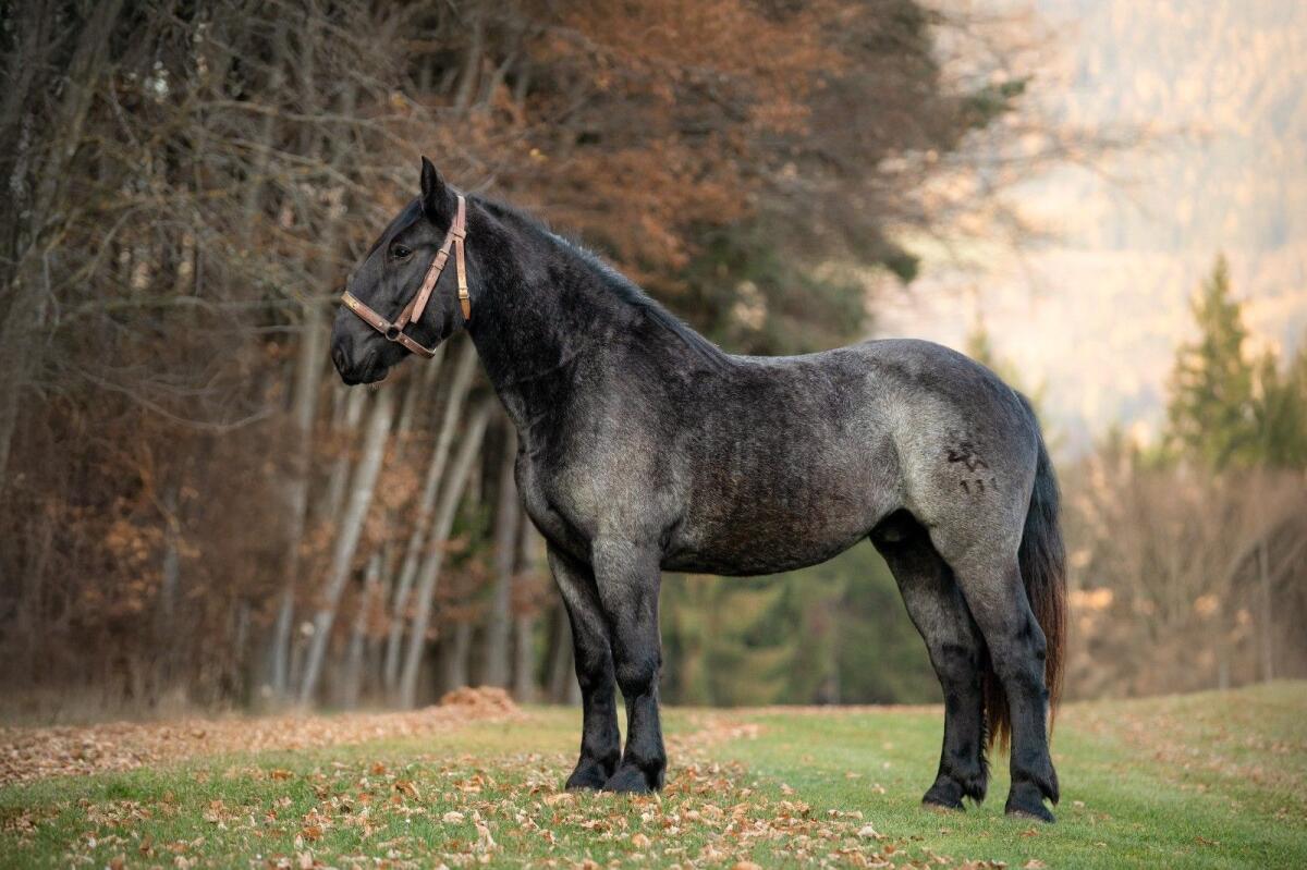 Noriker Mohrenkopfwallach 3