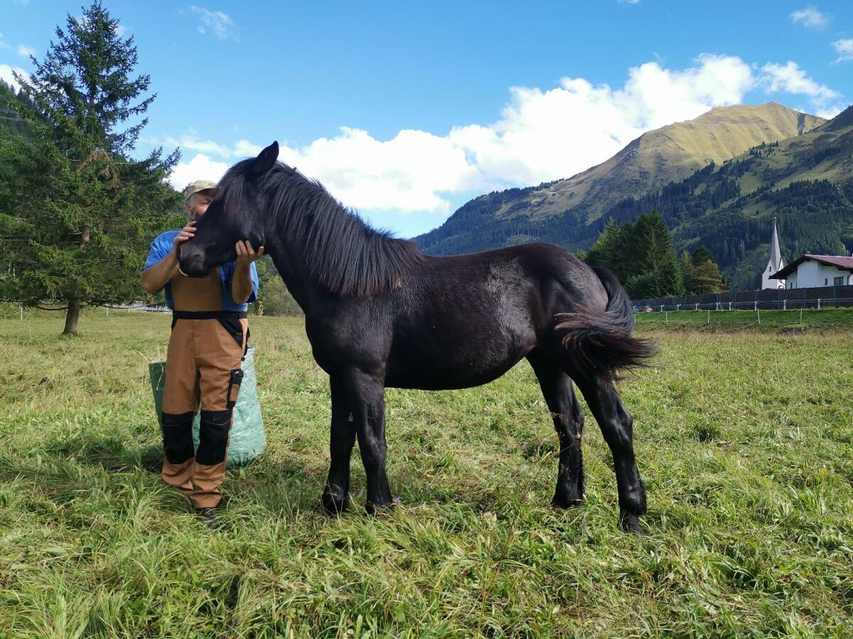 Noriker Rappstute Jährling 3