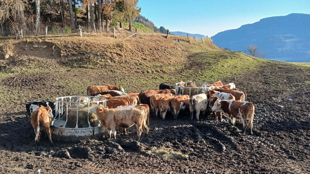 Bio Kalbinnen hochträchtig 1