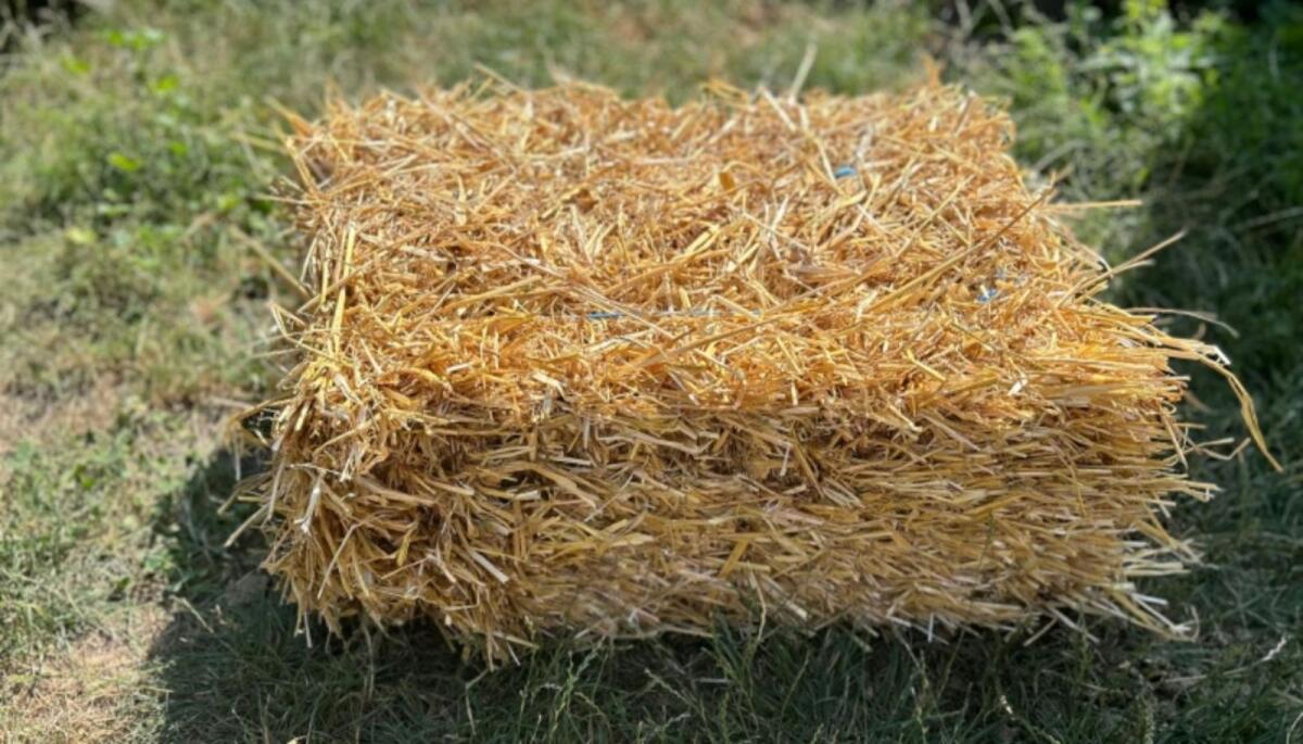 Nähe Wr. Neustadt 2