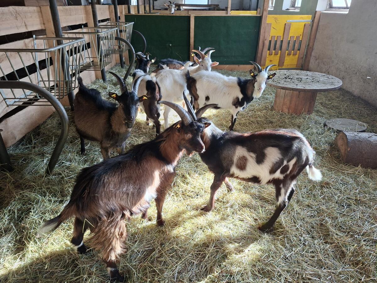 Ziegenböcke zu verkaufen 2