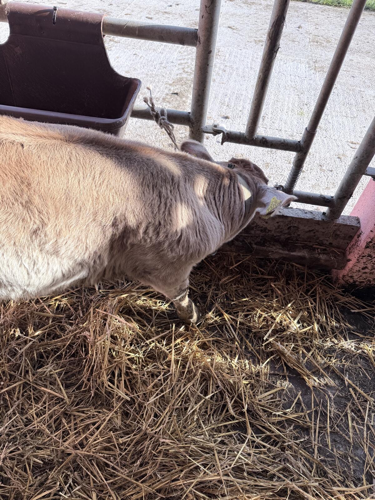 Stierkalb zur Mast ca. 90-100 kg, gute Bemuskelung 3