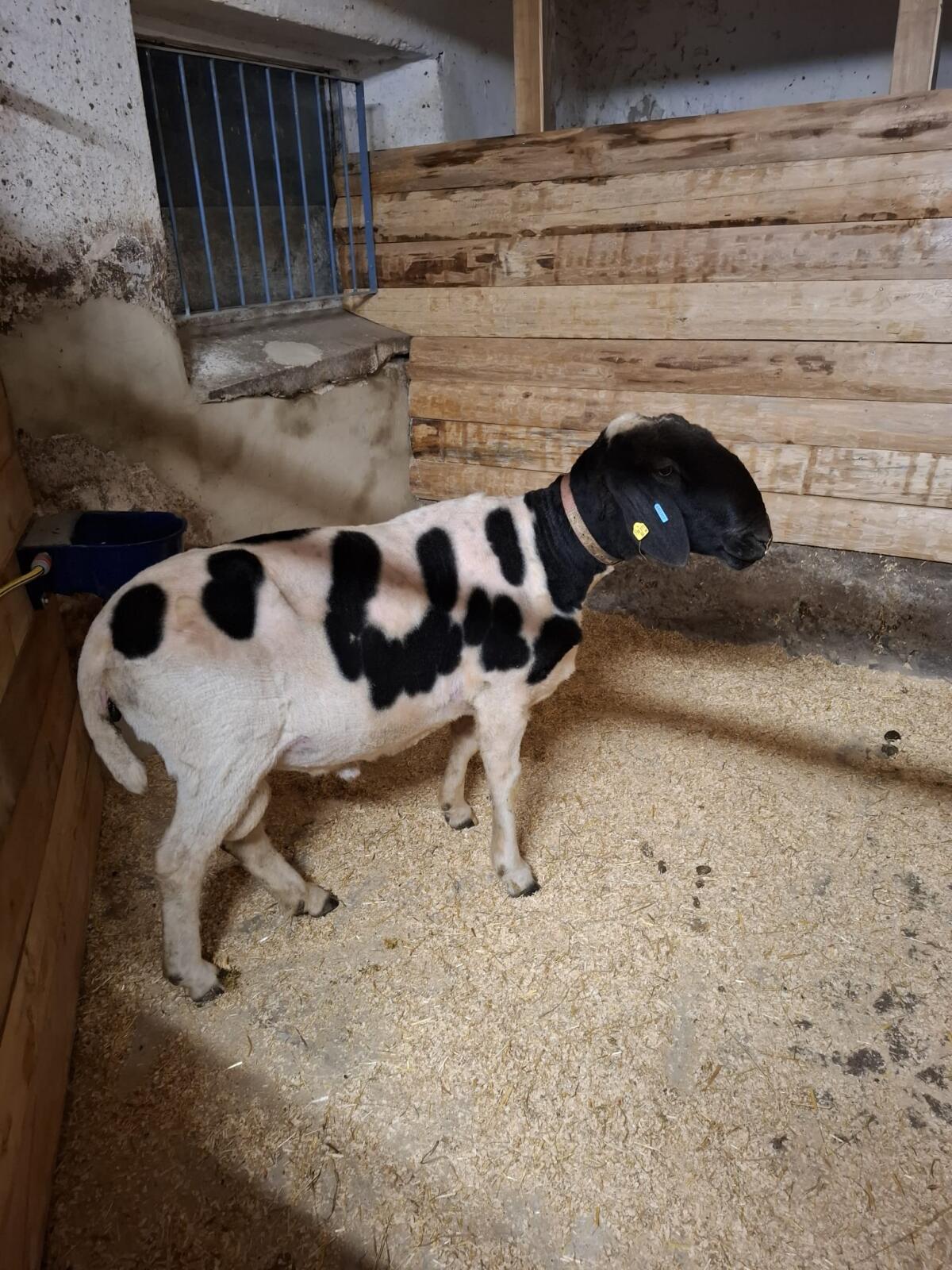 Gutmütiger 4-jähriger gescheckter Bergschafwidder 1