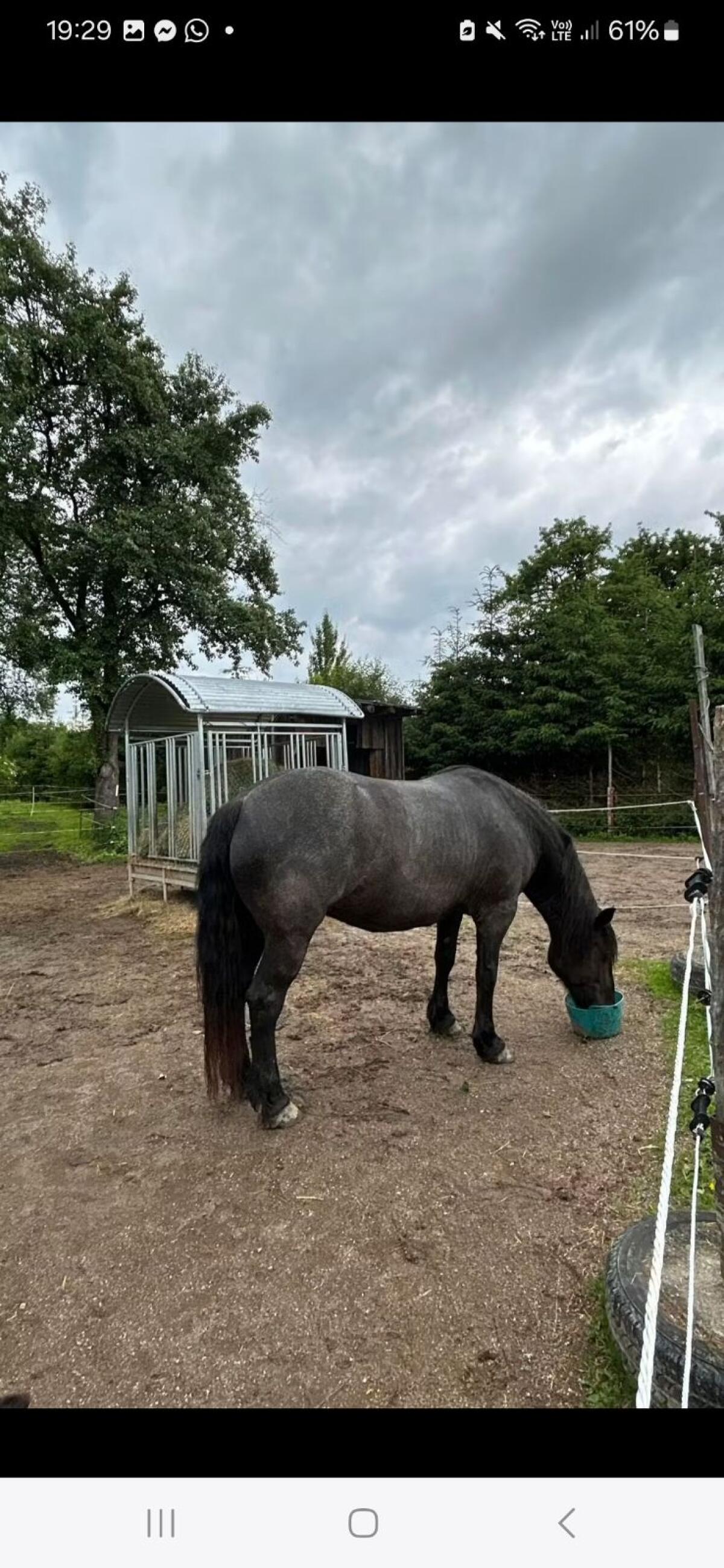 Norikerstute Mohrenkopf 3