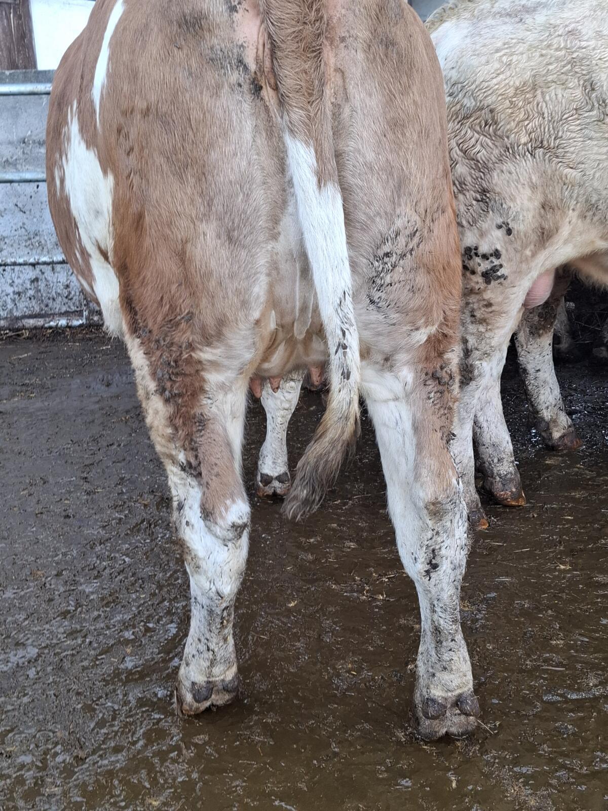 Trächtige Fleckviehkalbin zu verkaufen 3