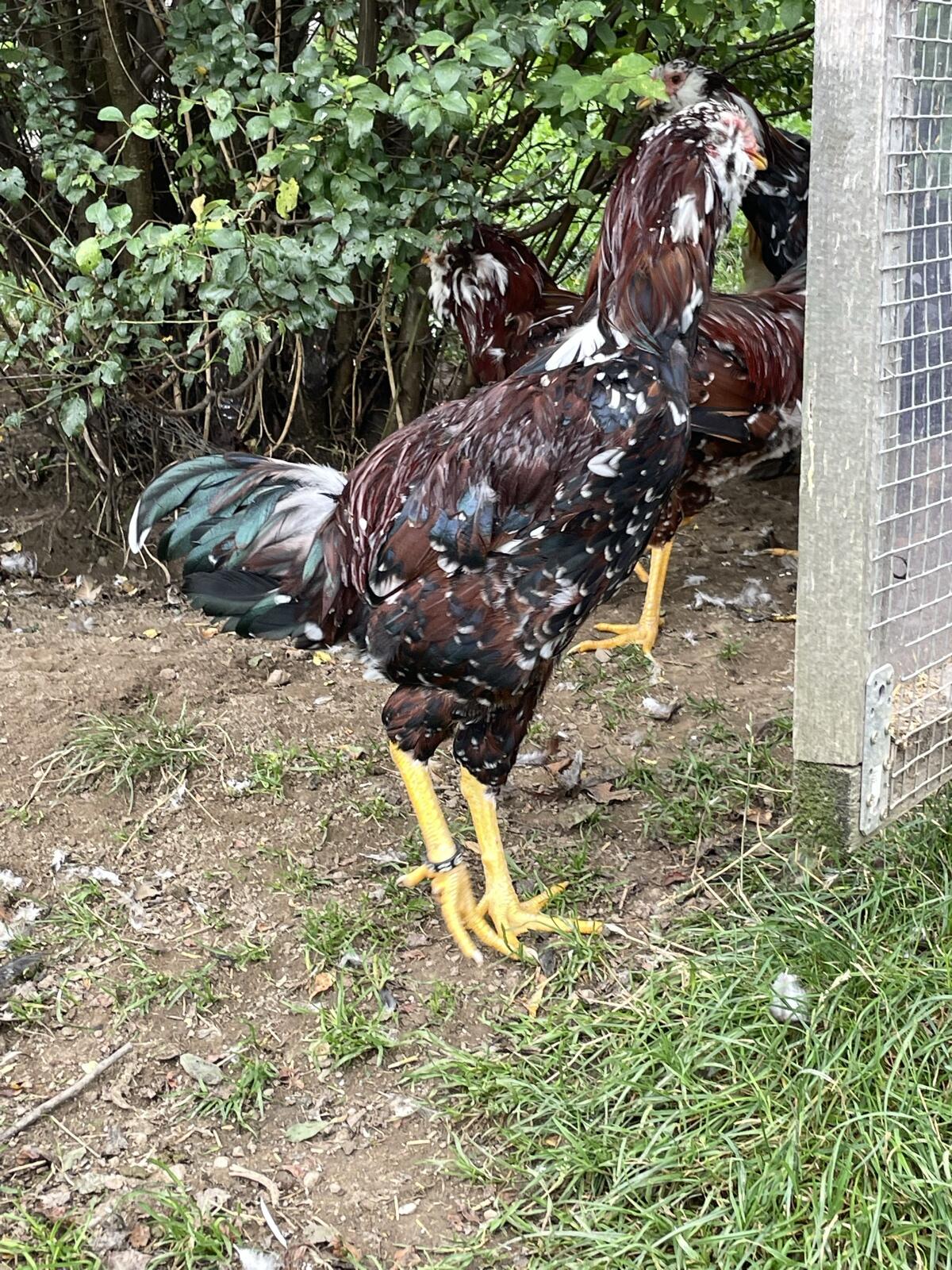 Orloff & Indische Kämpfer 3