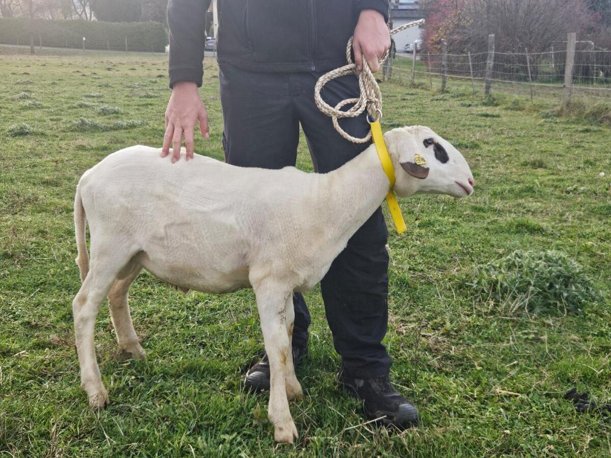 Brillenschaf Widder 3