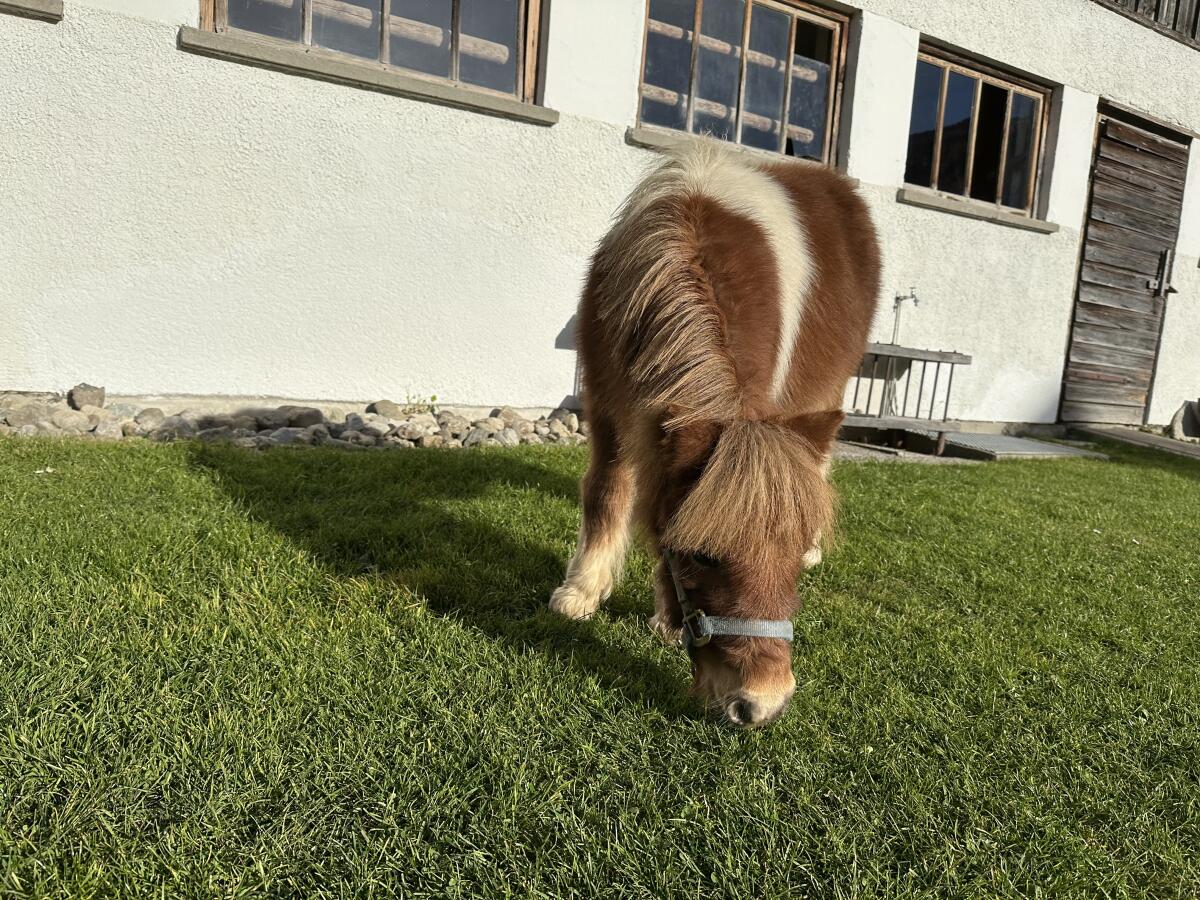 Minipony Hengst Absetzer 1