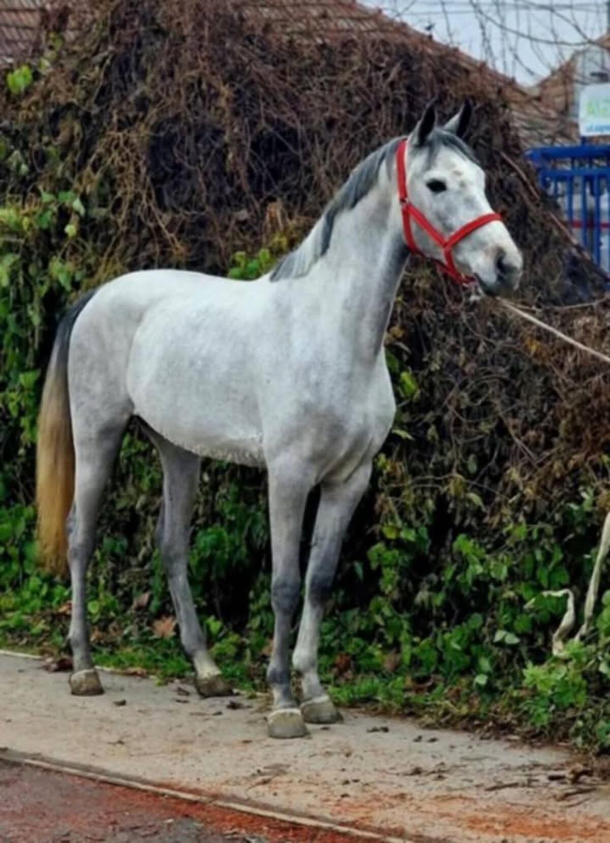 Zu verkaufen: 5 Jahre alte Stute 2