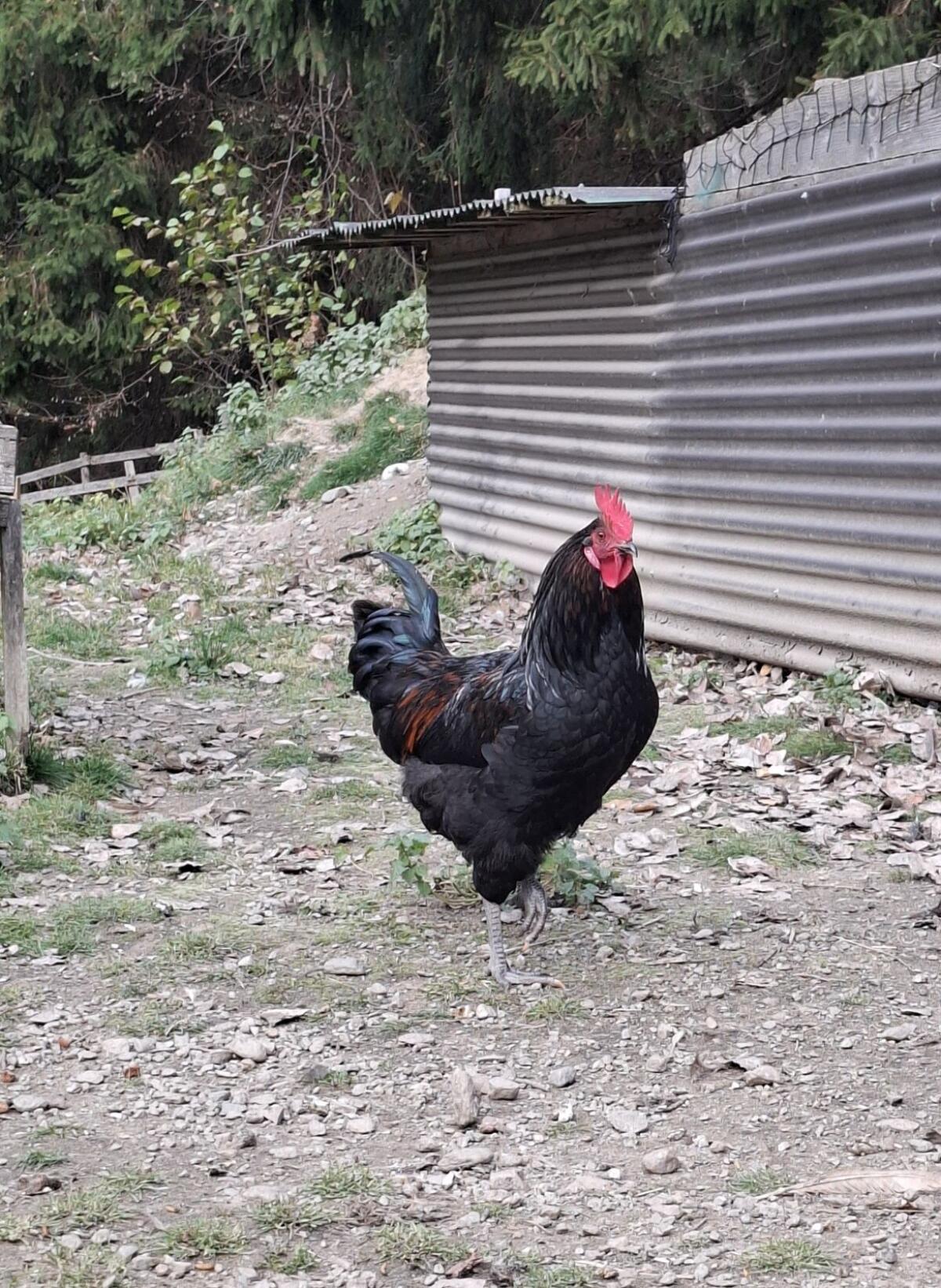 Junghahn abzugeben 2