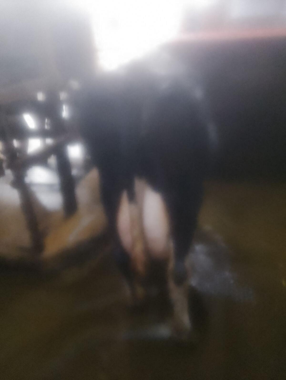 Kreuzungskuh HF x FV 2