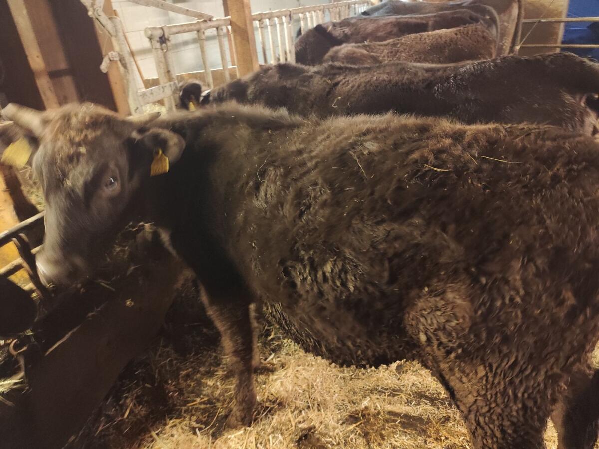 Verkaufe Wagyu männlich und weiblich 2