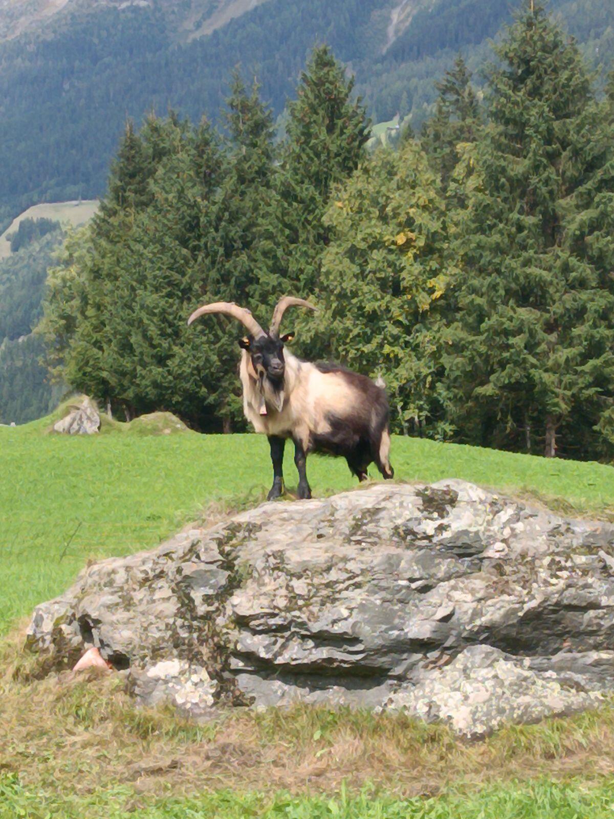 Passeirer Bock zu verkaufen 2