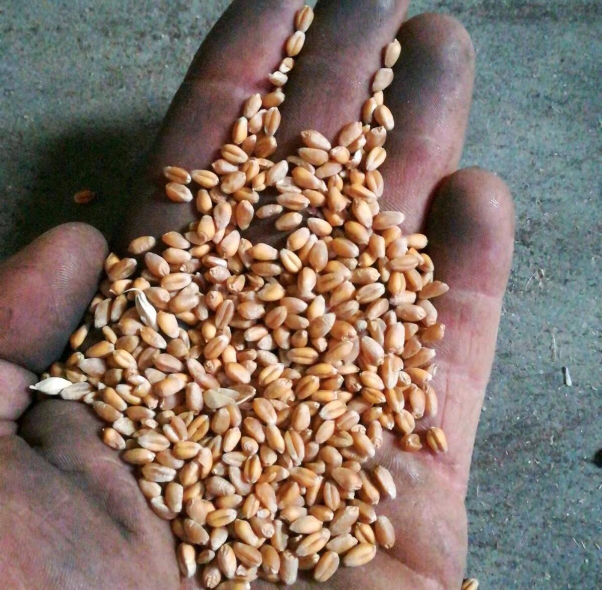 Weizen, Bio-Austria-Ware 1