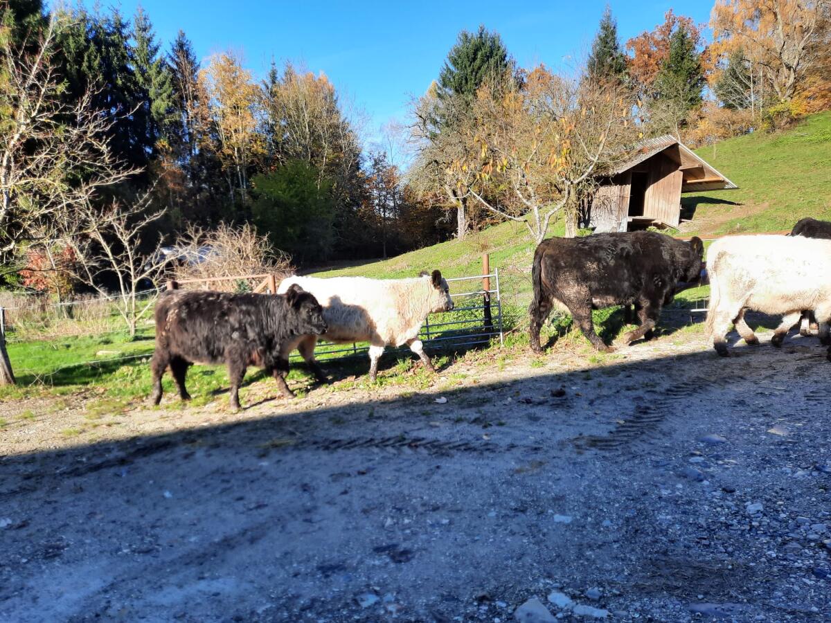 BIO Galloway diverse 2