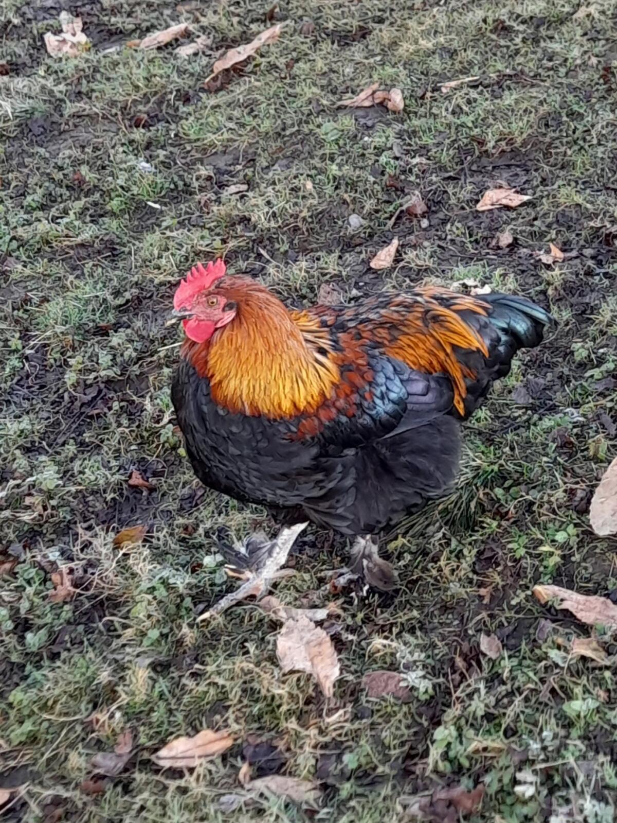 Schöne Hähne zu vergeben (Marans, Brabanter, Mischlinge) 3