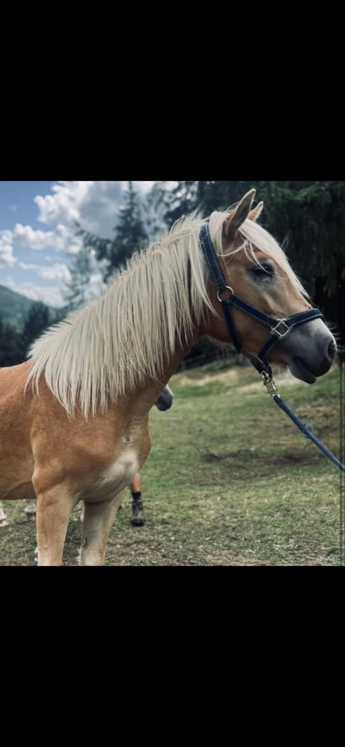 1,5-jährige Stute 2