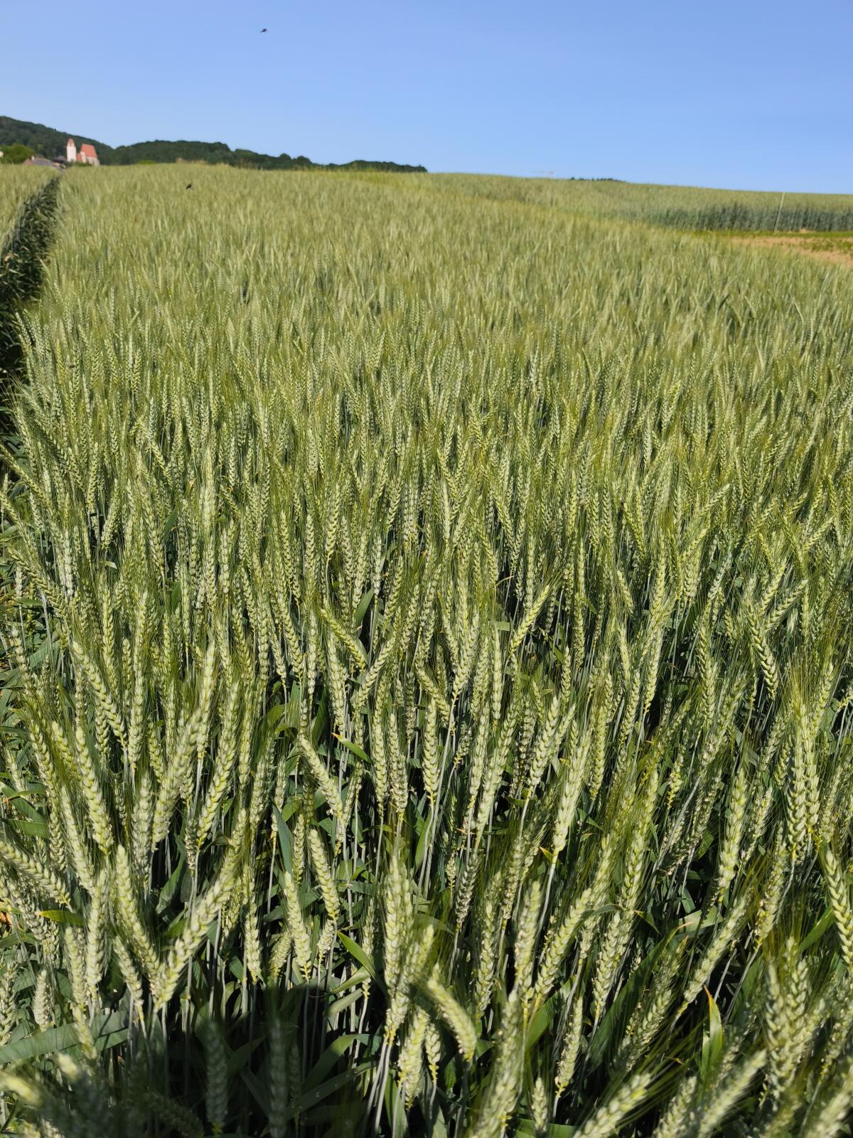 Suche Pachtflächen 1