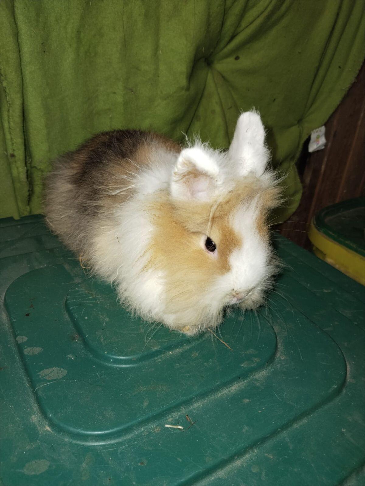 Angora Häsin 3
