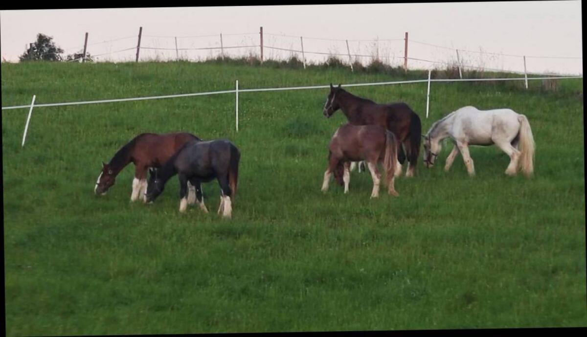Shire Horse, größte Pferderasse der Welt, Kaltblut 2
