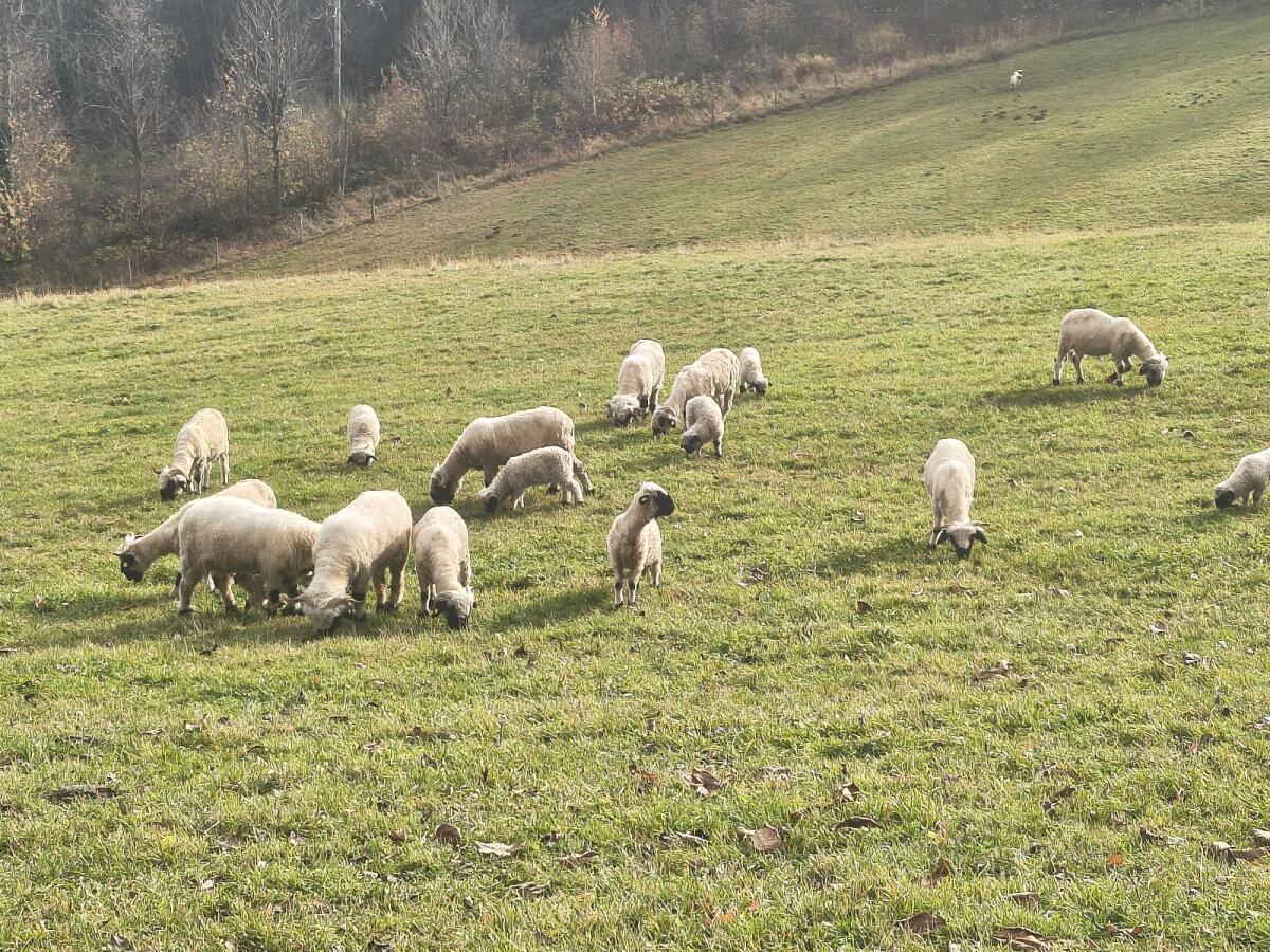 Walliser Schwarznasen Auen HB und Lämmer 2
