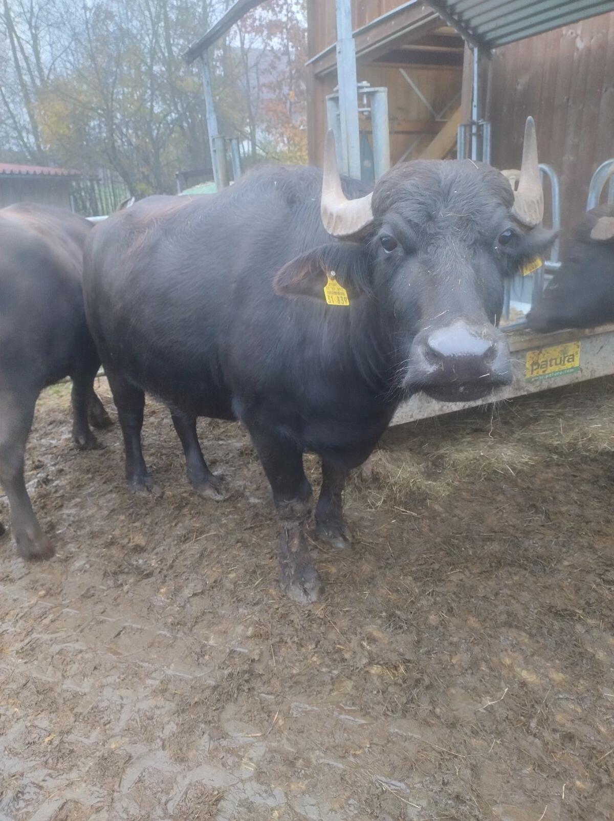 Wasserbüffelherde, Kühe, Stier 1