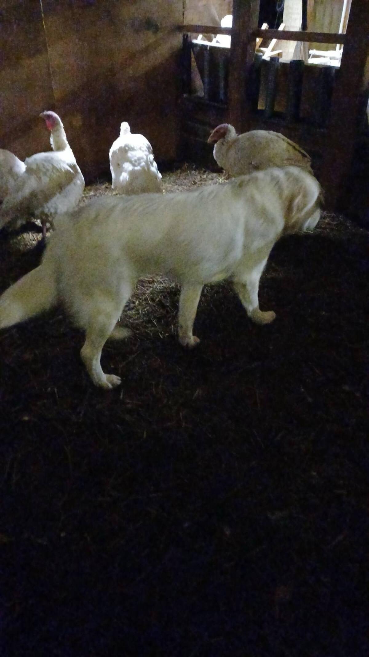 Maremmen-Abruzzen-Hündin aus Südtirol (cert. Zucht) 1