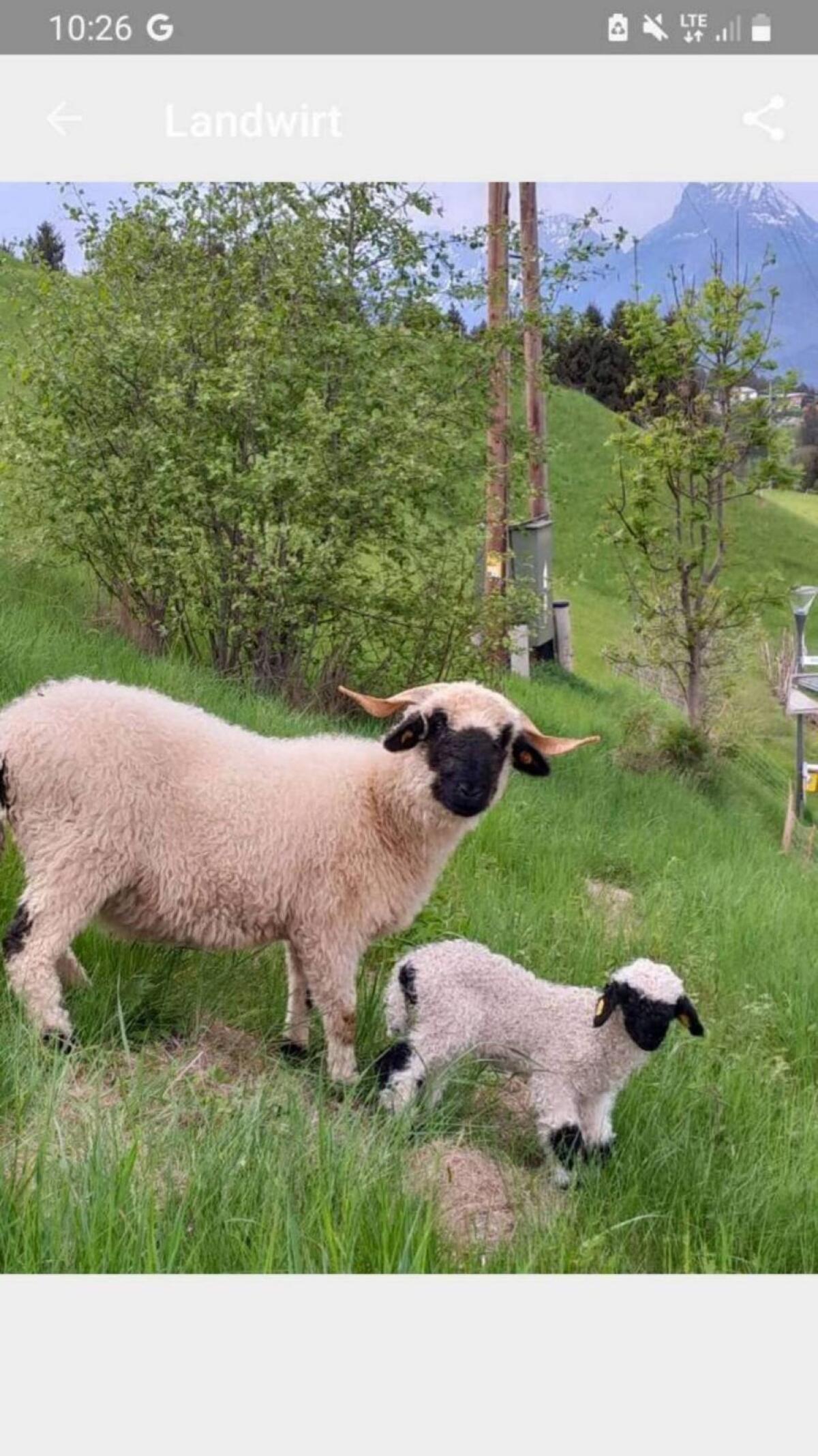 Hofgemeinschaft WG sucht dich auf Bergbauernhof 1