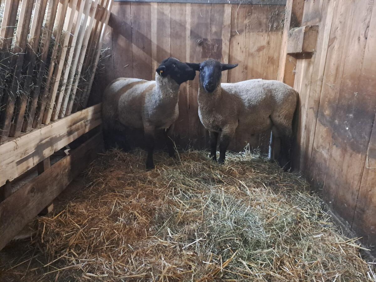 Suffolk Jungwidder 3