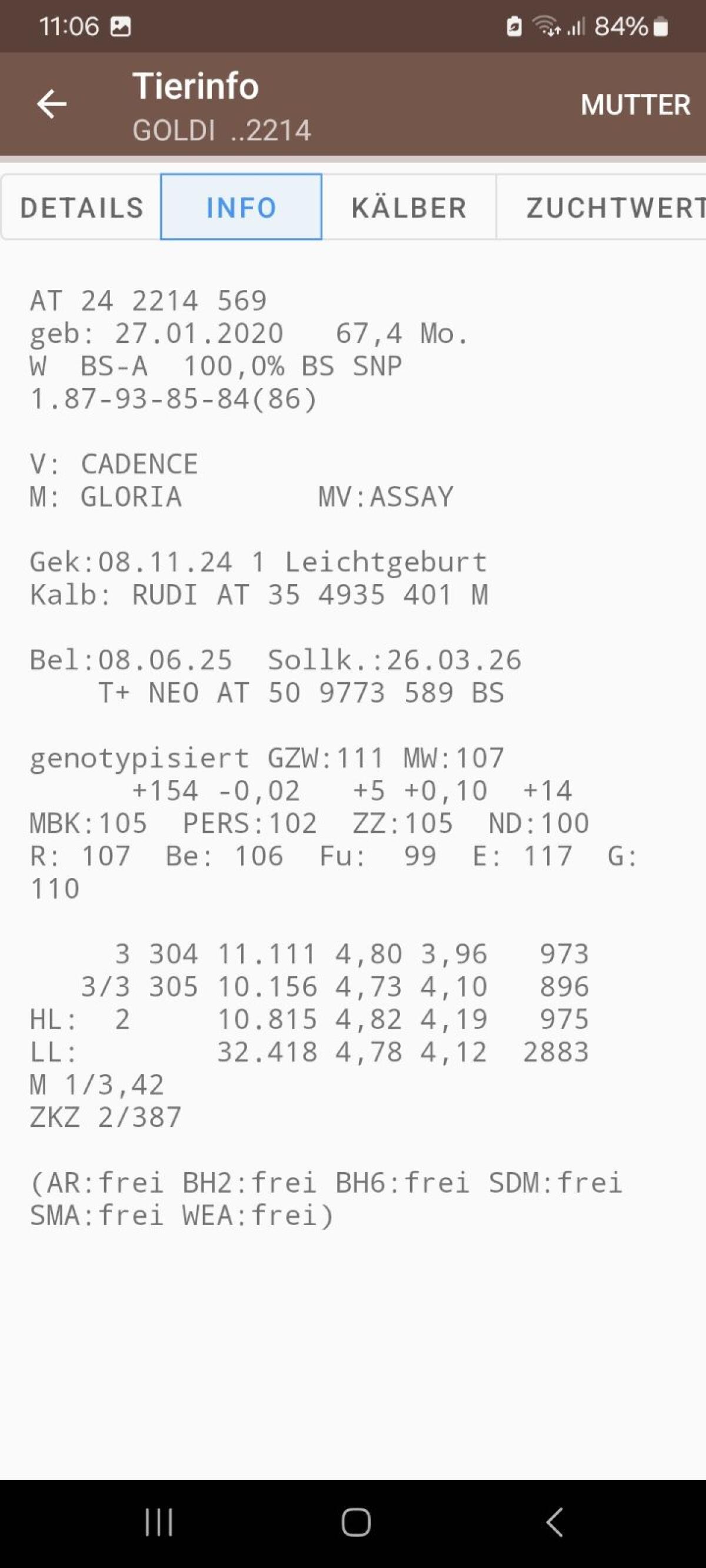 Brown Swiss Stierkalb 3