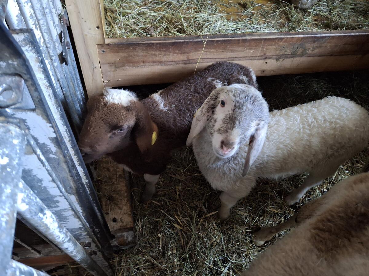 Tscheggenschaf mit zwei Lämmern 3