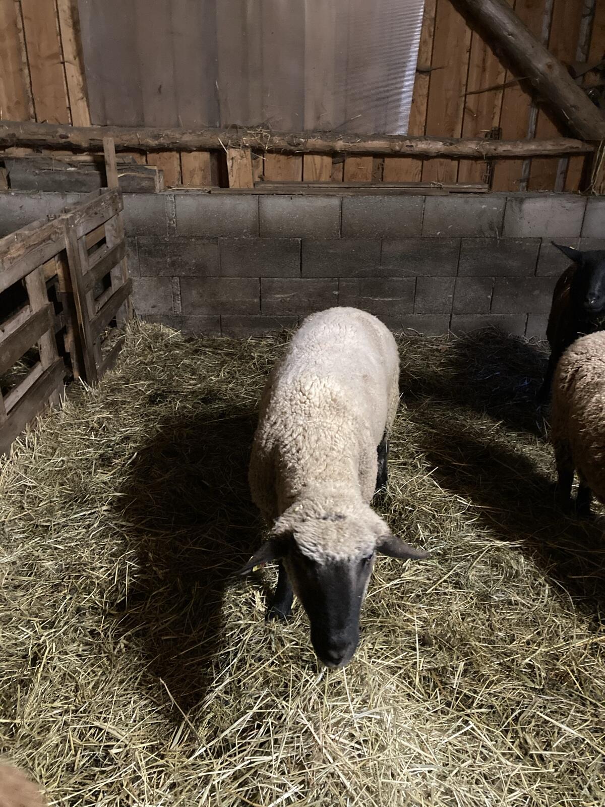 Schwarzkopf Widder 3