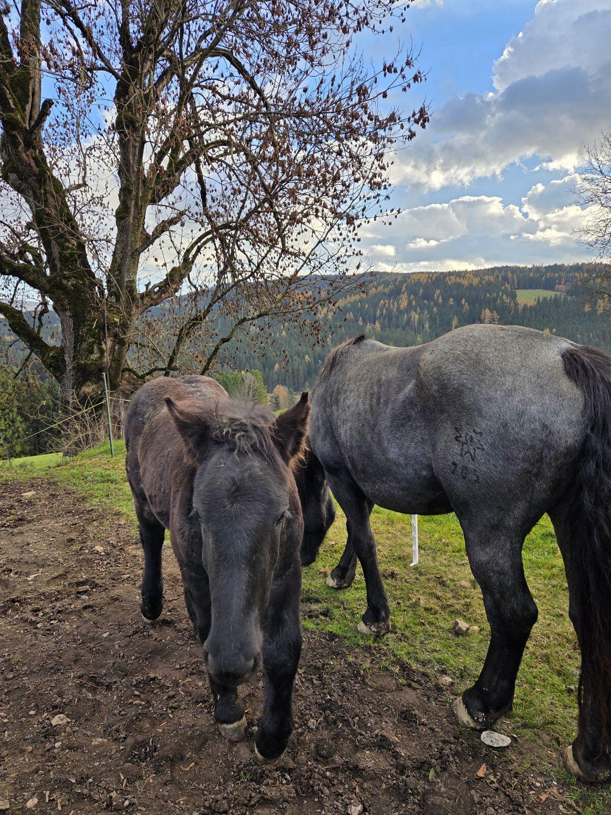 Noriker Hengstfohlen 2