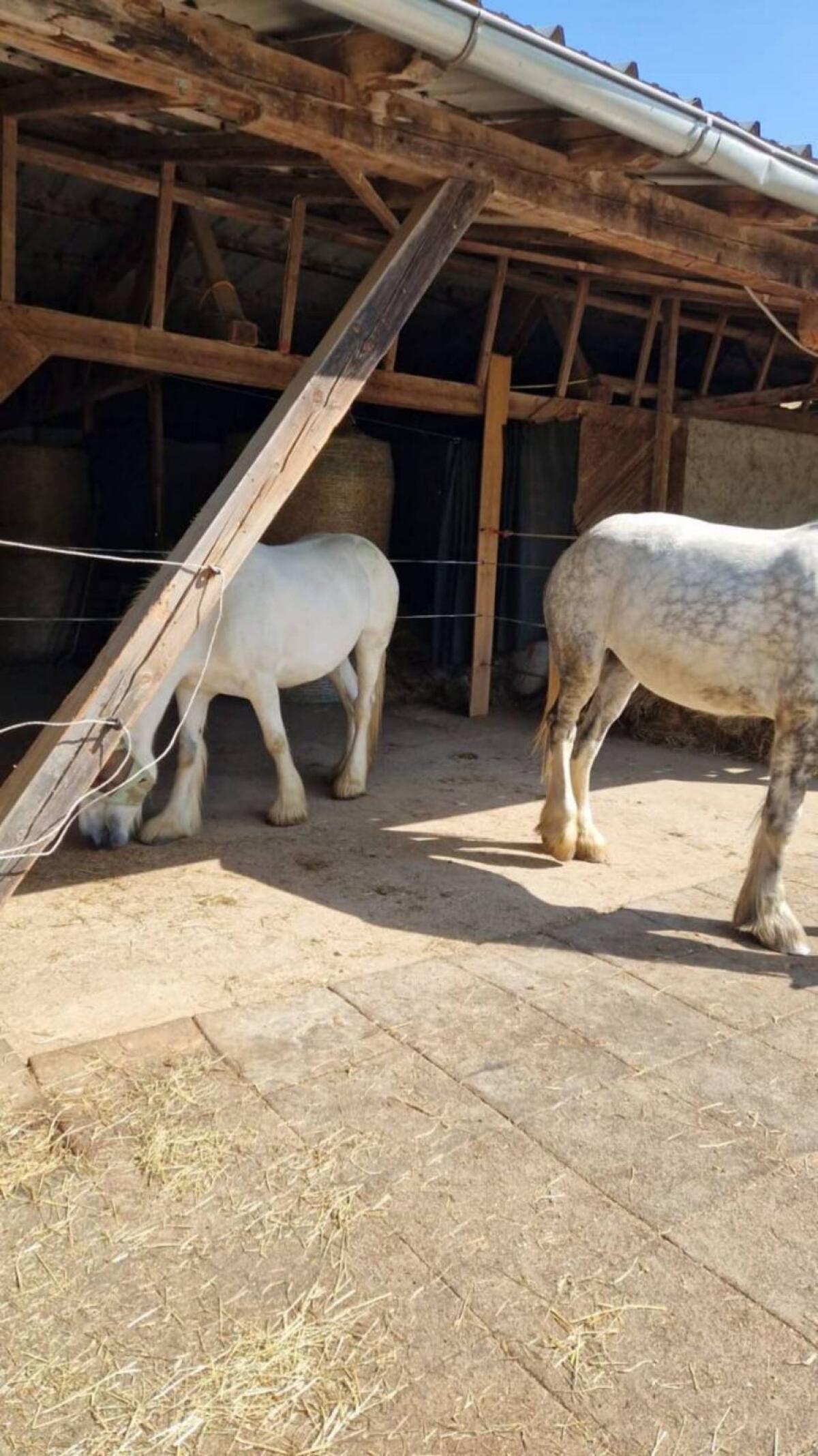 Suche Einstellplätze, Stalltrakt oder Offenstall 1