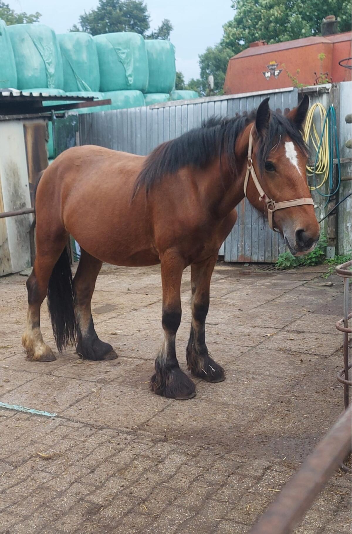 Verkaufe Tinker-Pferde 2