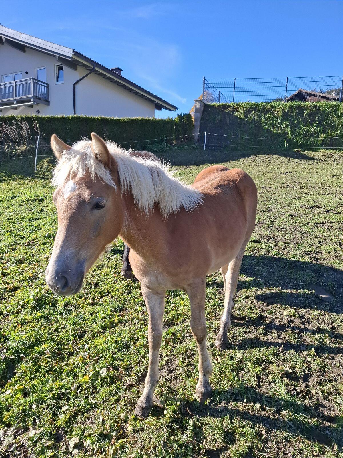 Haflinger Stutfohlen 3