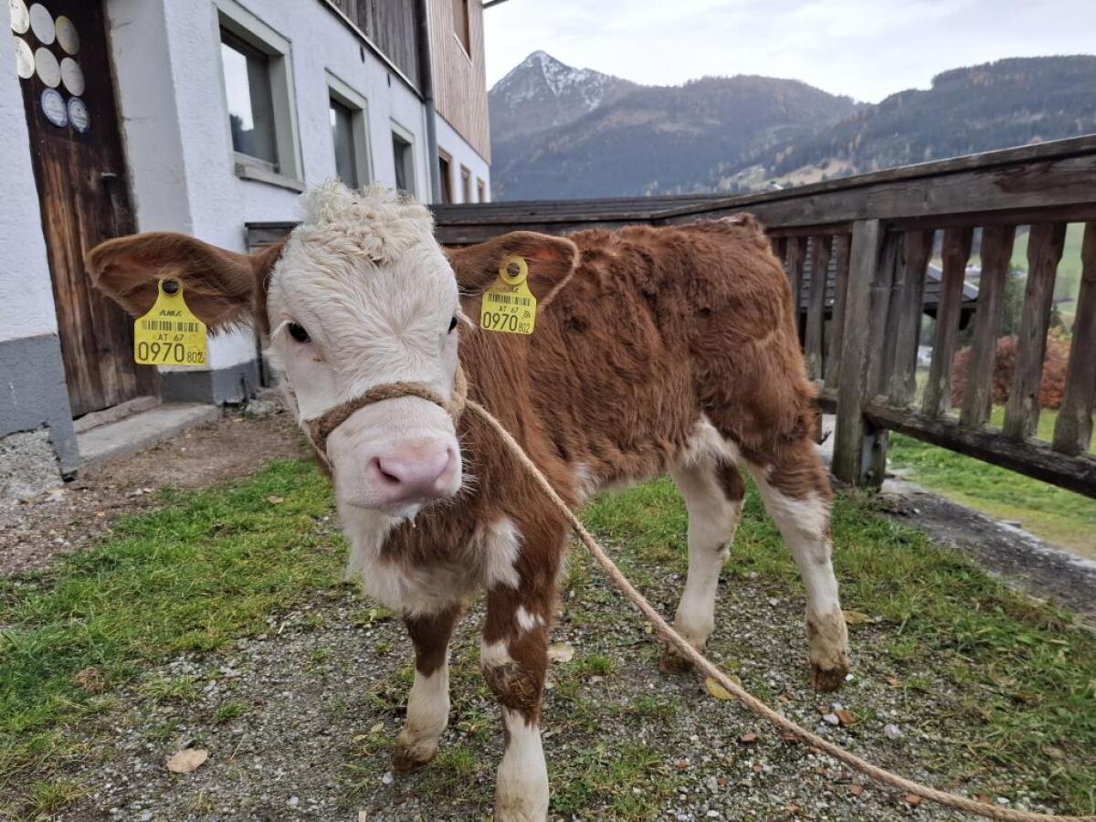 Bio FV Zuchtkalb zu verkaufen 3