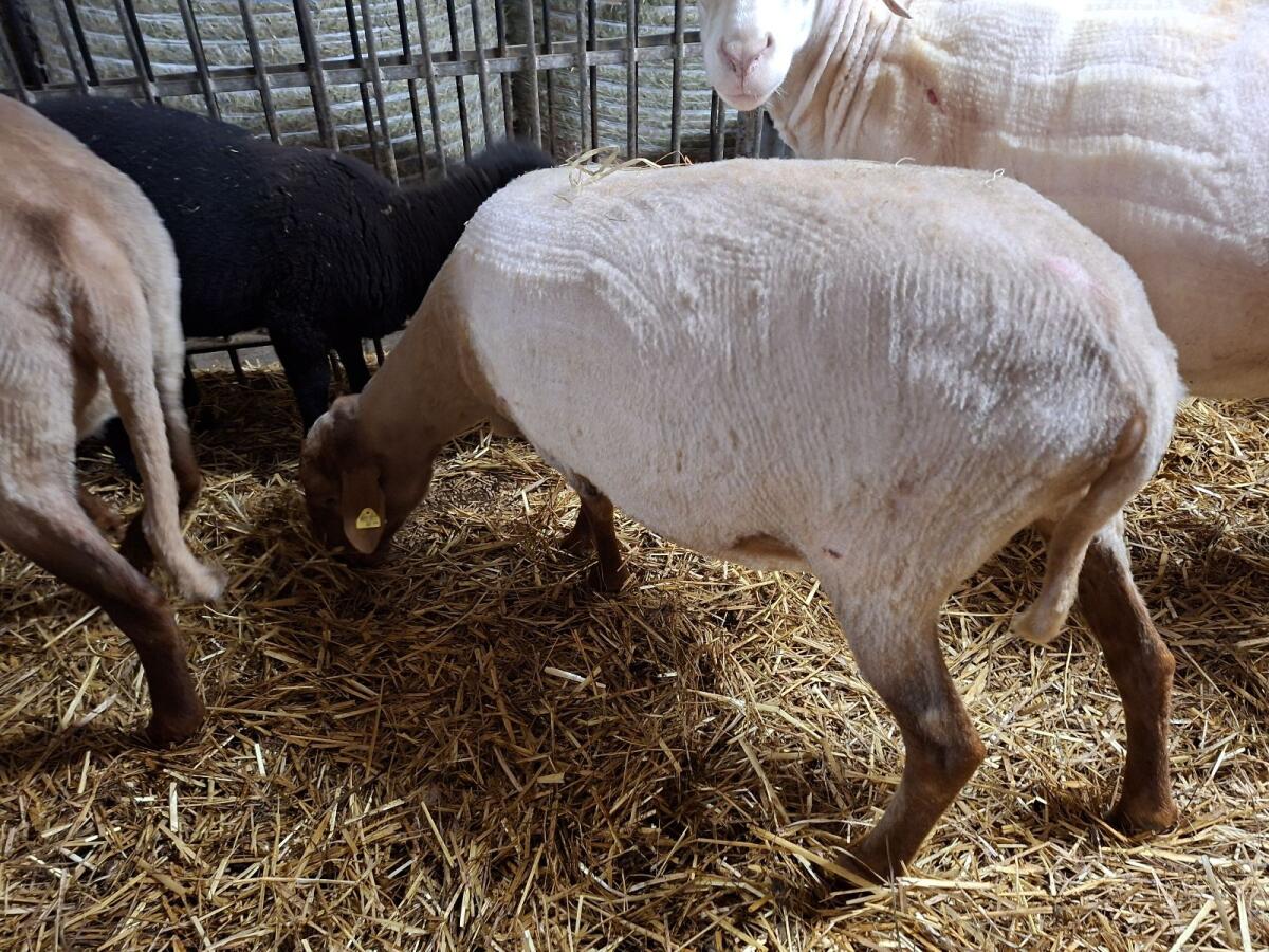 Coburger Fuchsschaf 2