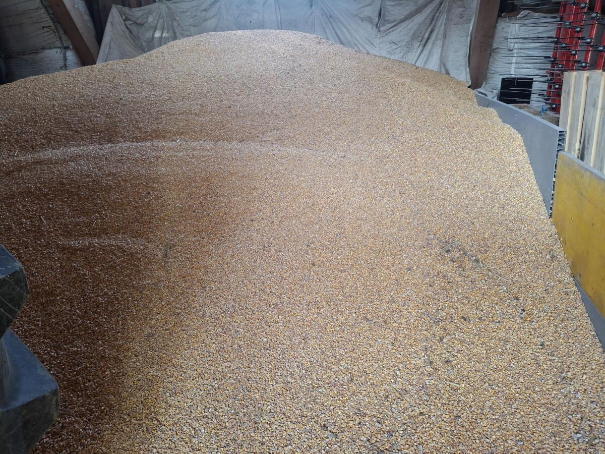 Biomais ca. 8 t Körnermais Biofutter 2